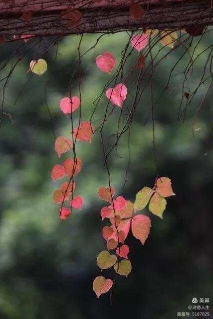 时已立冬(转眼之间又立冬)