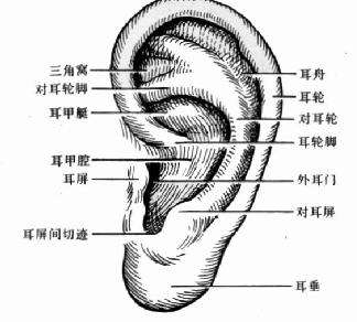 周易算命看面相(一个人的五官，代表一个人的一生！)