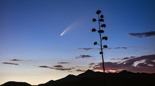 双鱼座跟什么星座比较配(双鱼座最配什么星座)