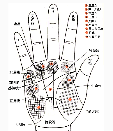 手掌纹(从手相看五大线纹)