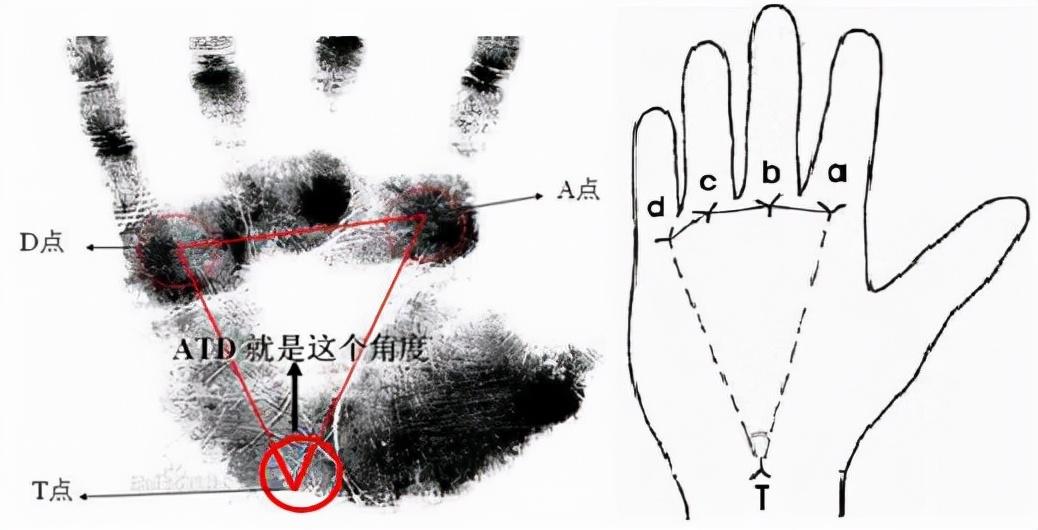 手掌纹算命(为什么有些人的手掌会有掌纹？)